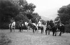 Horseback riding